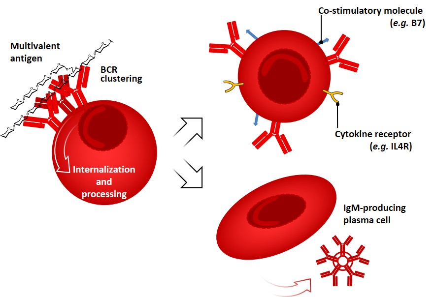 Glycopedia