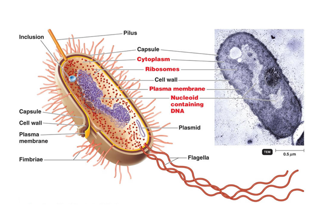 bacterial cell diagram and functions
