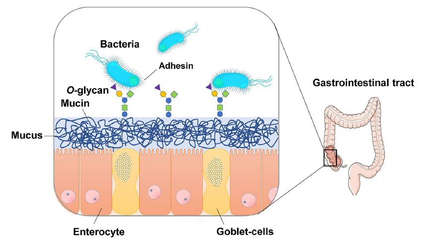 Full article: Intestinal mucin-type O-glycans: the major players in the  host-bacteria-rotavirus interactions