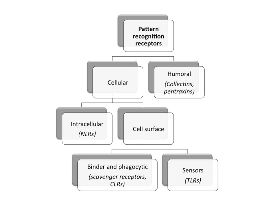 Schematic representation of different groups of pattern recognition receptors with selected examples.