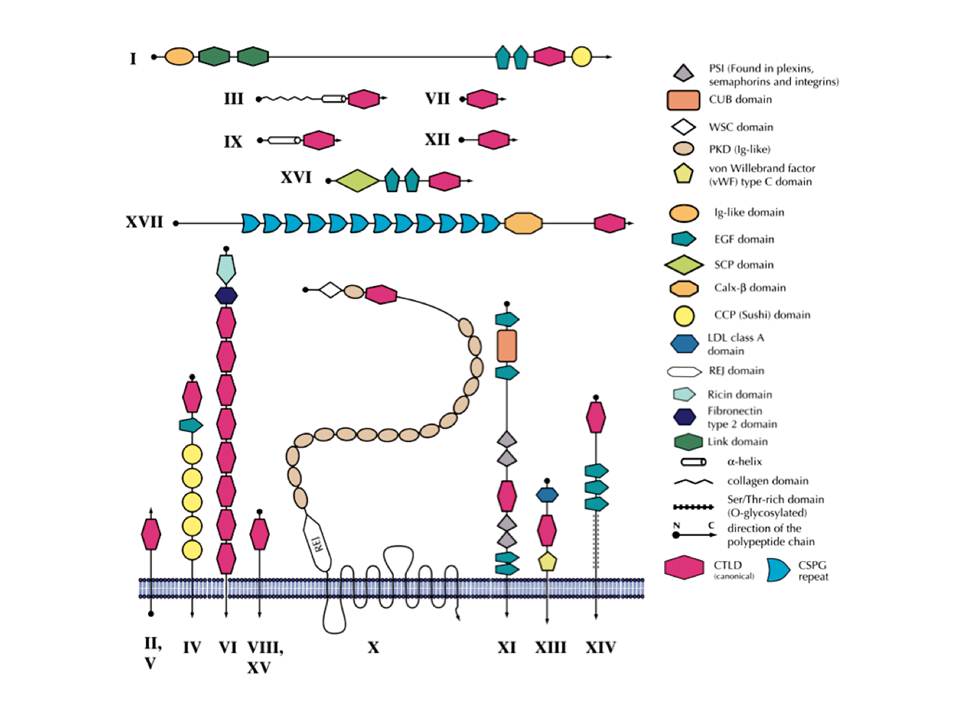 The structural diversity of CLR family.
CLR types are marked by roman numbers : I – lecticans, II – asialoglycoprotein receptor (ASGR) DC receptor group,III – collectins, IV – selectins, V – NK receptors, VI – multi-CTLD endocytic receptors (macrophage mannose receptor group), VII – Reg proteins, VIII – chondrolectin group, IX – tetranectin group, X – polycystin 1, XI – attractin, XII – EMBP (eosinophil major basic protein), XIII –DGCR2 (the product of DiGeorge syndrome critical region gene 2), XIV – thrombomodulin group, XV – Bimlec, XVI – SEEC (soluble protein containing SCP, EGF, EGF and CTLD domains), XVII – CBCP (Calx-b and CTLD containing protein). (Adapted from [Zelensky, A. N & Gready, J. E. (2005)])