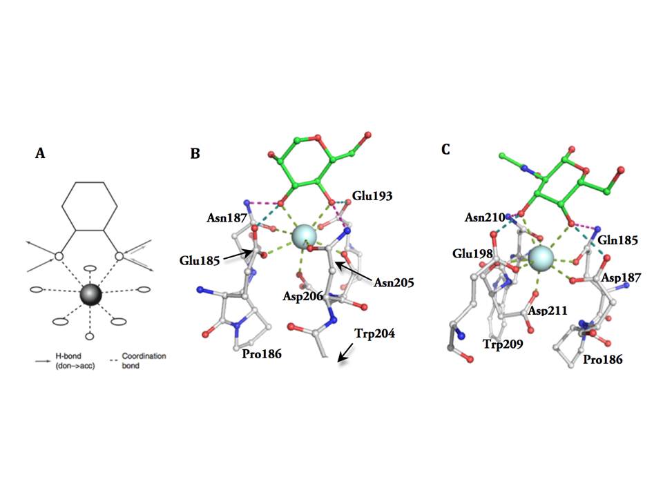 Monosaccharide binding in Ca site 2