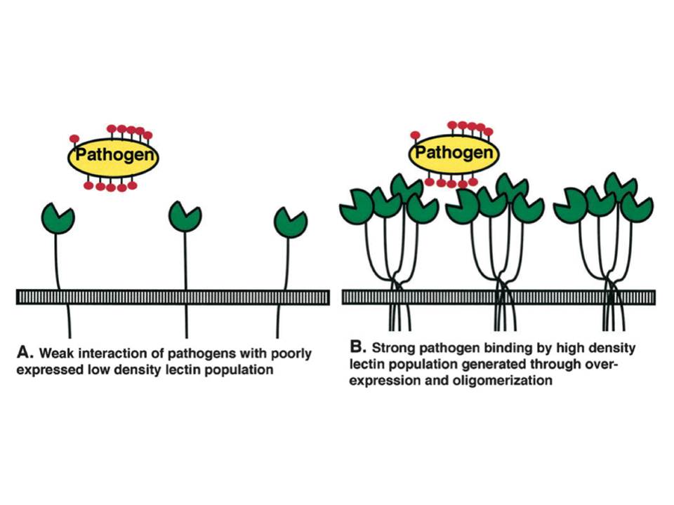 Figure 10: Schematic representation of lectin/pathogen interaction affinity increase due to the avidity phenomenon