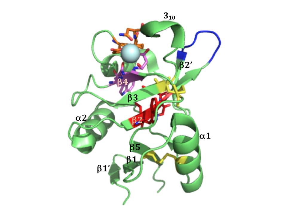 Figure 18.: The structure of langerin CRD.