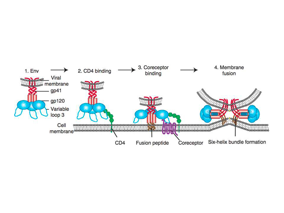 Figure 1: Schematic representation of HIV entry to the target cell.