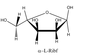 33b. Î±-L-Ribofuranose