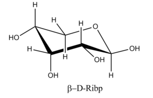 36b. Î²-D-Ribopyranose