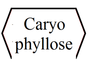 12a. Caryophyllose