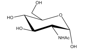 54b. N-Acetyl Glucosamine Î±-D