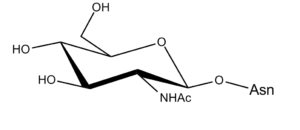 70b. N-Acetyl Glucosamine Î²-D 1-4 Asn