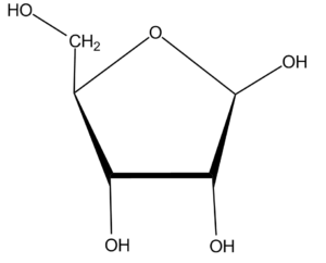 36b. Ribofuranose Î²-D (Southern conf.)