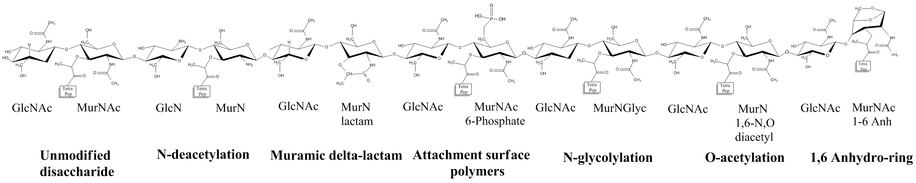 Figure 10: Some of the modifications reported on glycan strands. N-deacetylation and O-acetylation increase bacterial virulence through acquired resistance to lysozyme activity. N-glycolylation is a modification mainly restricted to Mycobacteria, which is thought to have a similar function. Muramic acid Î´-lactam is limited to spores, where it is a specific target of germination-dedicated hydrolases. Two other common modifications are the attachment to macromolecules (glycopolymers, Lpp...) and the formation of an 1,6-anhydro ring (at the end of the strand). Taken from Vollmer, 2008