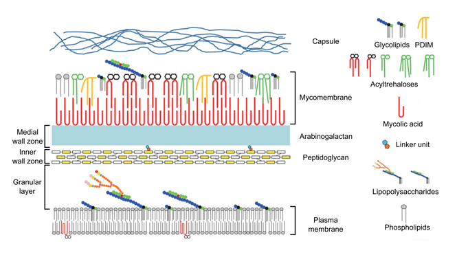 Figure 4: Schematic representation of the mycobacterial cell envelope. The peptidoglycan polymer is represented by yellow (GlcNAc) and white (MurNAc) rectangles, arabinogalactan by a blue region. Trehaloses (in green and red) are non-reducing disaccharides made of glucose. PDIM: phthiocerol dimycocerosate lipid. Adapted from Angala et al., 2014.