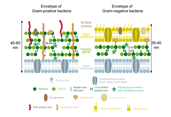 Figure 2: Schematic organization and main components of the bacterial cell-envelope of (A) Gram-positive and (B) Gram-negative bacteria. Details on the typical thicknesses of the cell envelope and constituting layers of different bacterial species can be found in Vollmer & Seligman, 2010. Adapted from Silhavy et al., 2010.