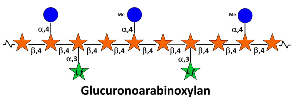 glucuronoarabinoxylan.png