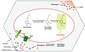 Figure 4 : Monolignol transport and subsequent polymerization in the cell wall. (From Liu, 2012)