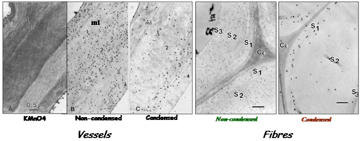 Figure 6 : Differential lignin distribution of condensed vs non-condensed types of linkages within the cell wall layers of poplar wood, evidenced by immuno-gold labeling in transmission electron microscopy (From Ruel et al., 2006)
