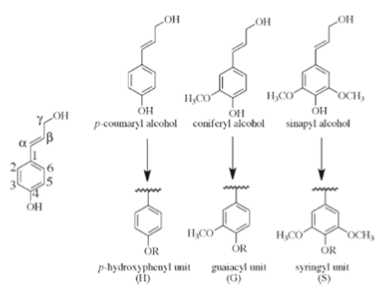 Figure 1Â : The three major monolignols, p-coumaryl, coniferyl, and sinapyl alcohols. When incorporated into lignin, they are referred to as p-hydroxyphenyl (H), guaiacyl (G), and syringyl (S) units. (From Sangha et al., 2012)