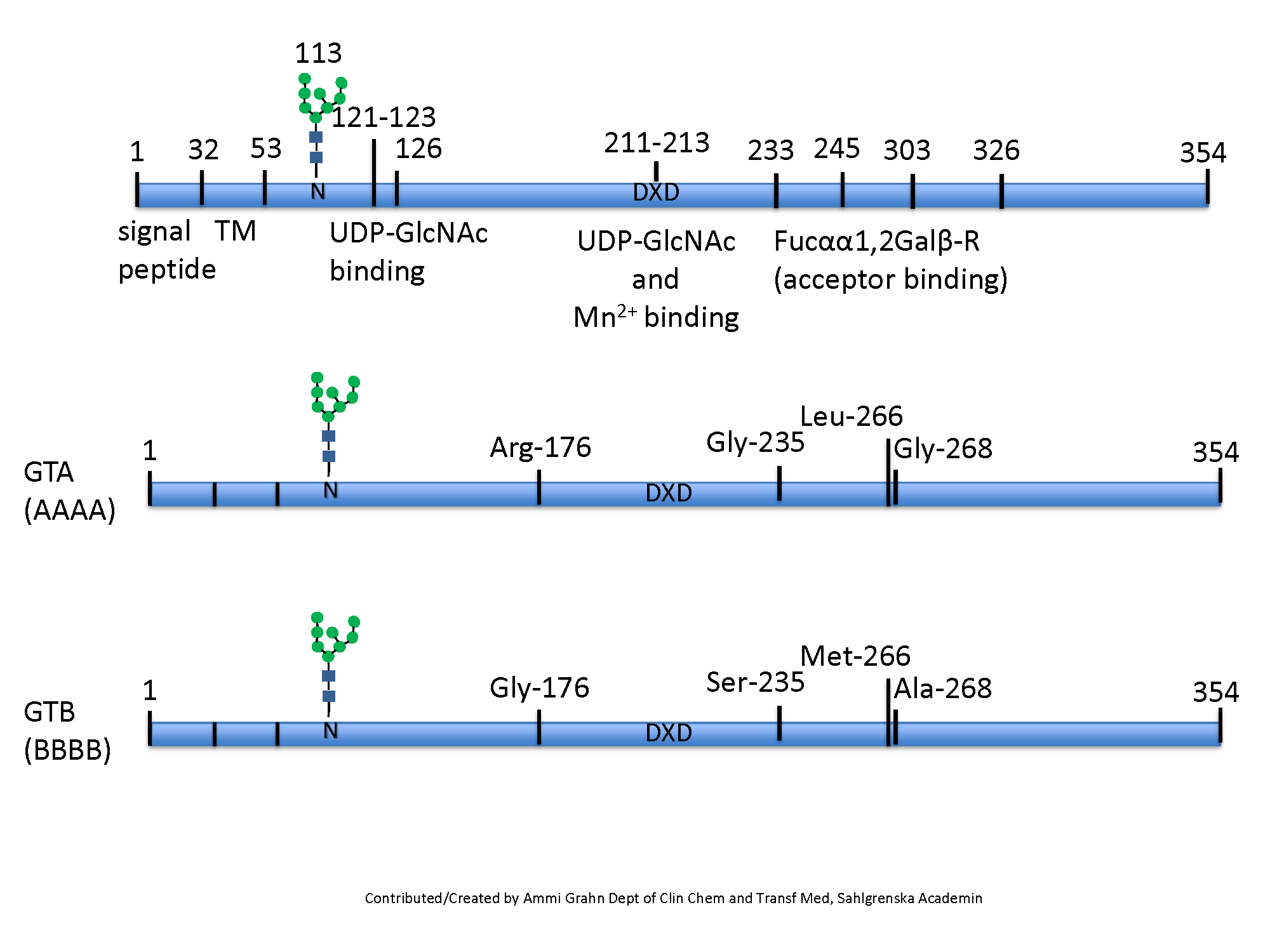 Glycosyltransferase, a short brief Glycopedia