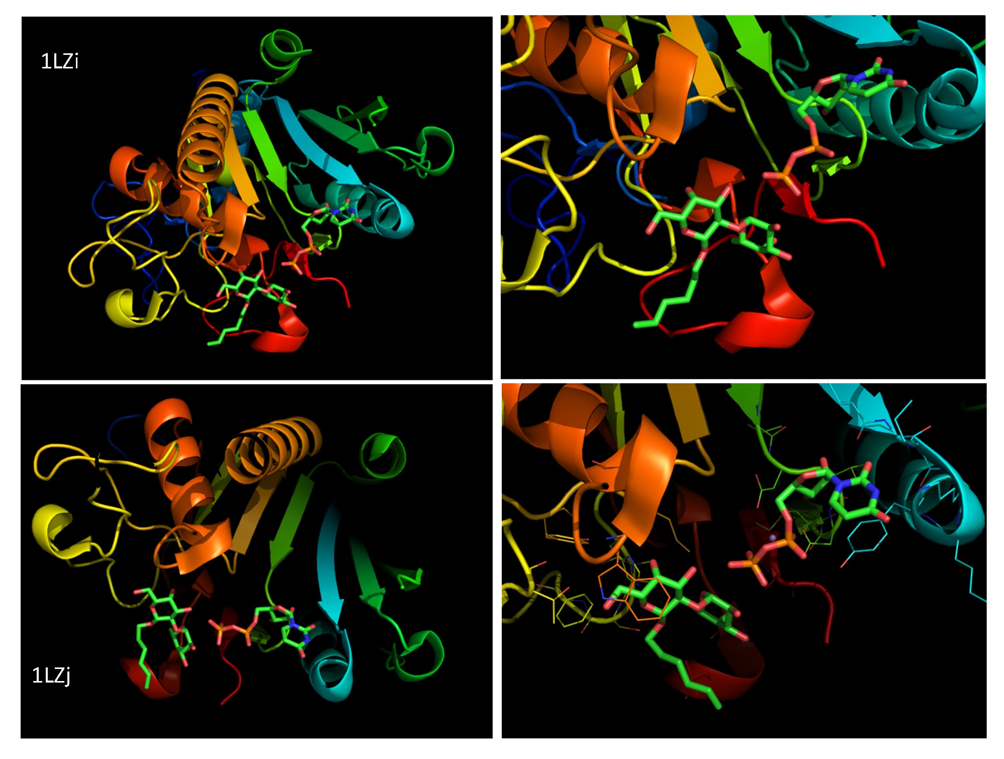 Glti Glycosyltransferase, a short brief - Glycopedia