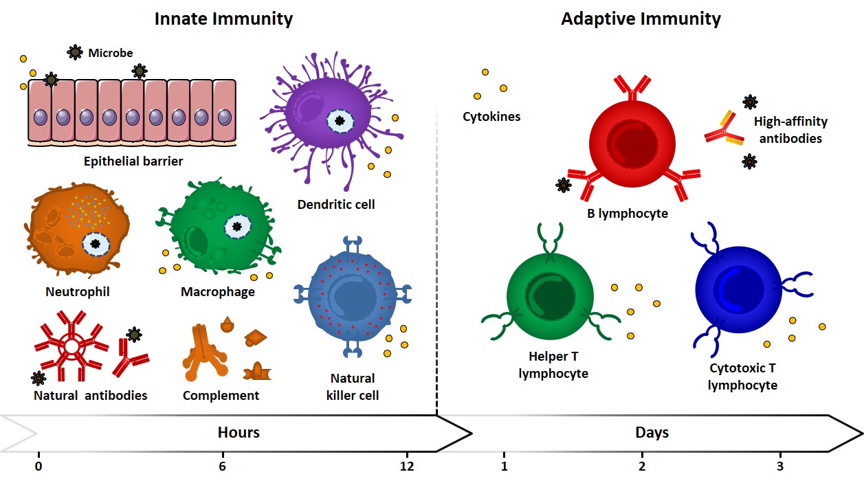 Innate, Adaptative, Passive-Active Immunities - Glycopedia