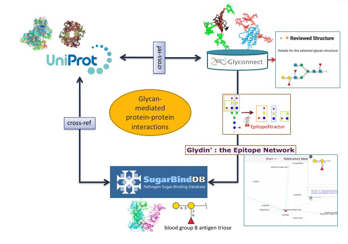 Glycan mediated protein-protein interactions
