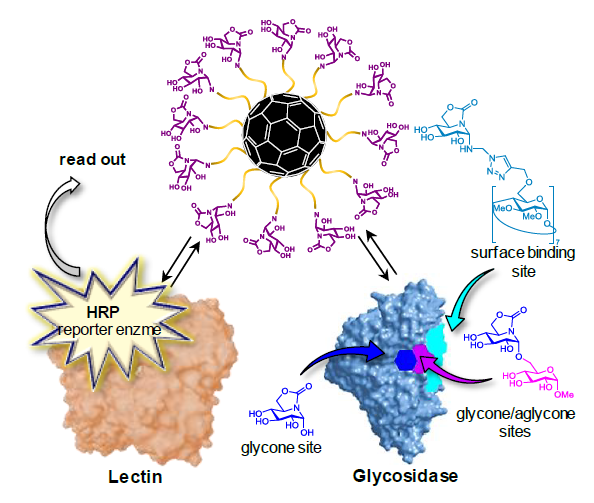 lectin_enzyme_cluster.png