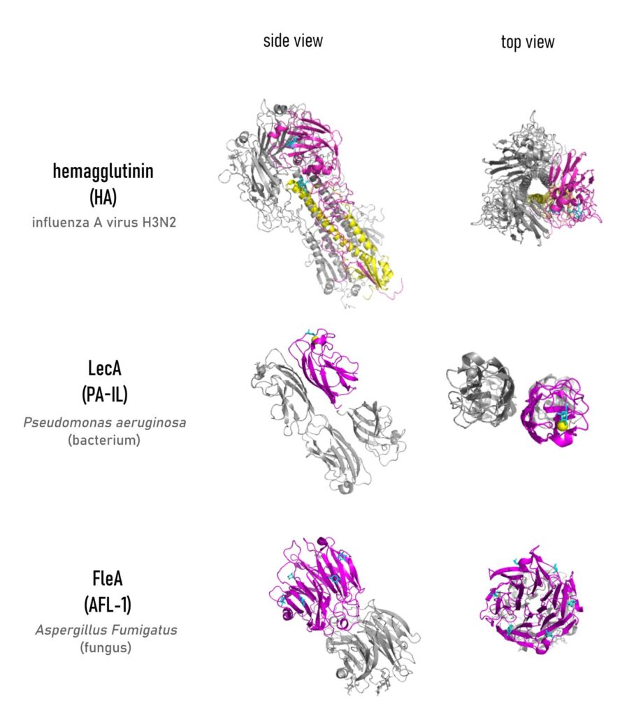 Fig.1: Crystal structures of lectins from different pathogens. Proteins are complexed with their carbohydrate ligands (cyan). PDB codes (top to bottom): 1HGG, 1OKO, 4D4U.