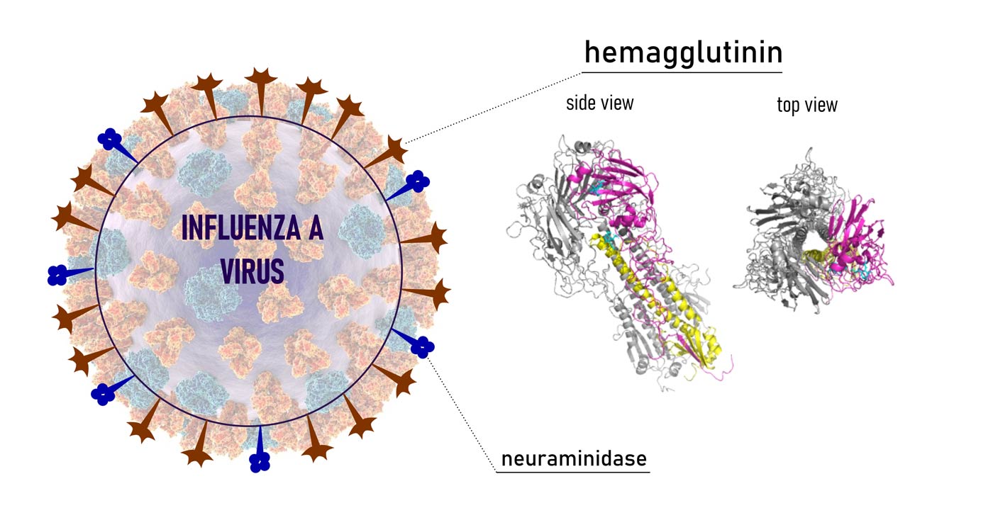 Fig. 4. Influenza A virus (H3N2) uses hemagglutinin to adhere to host cell surface. PDB code for hemagglutinin crystal structure: 1HGG.