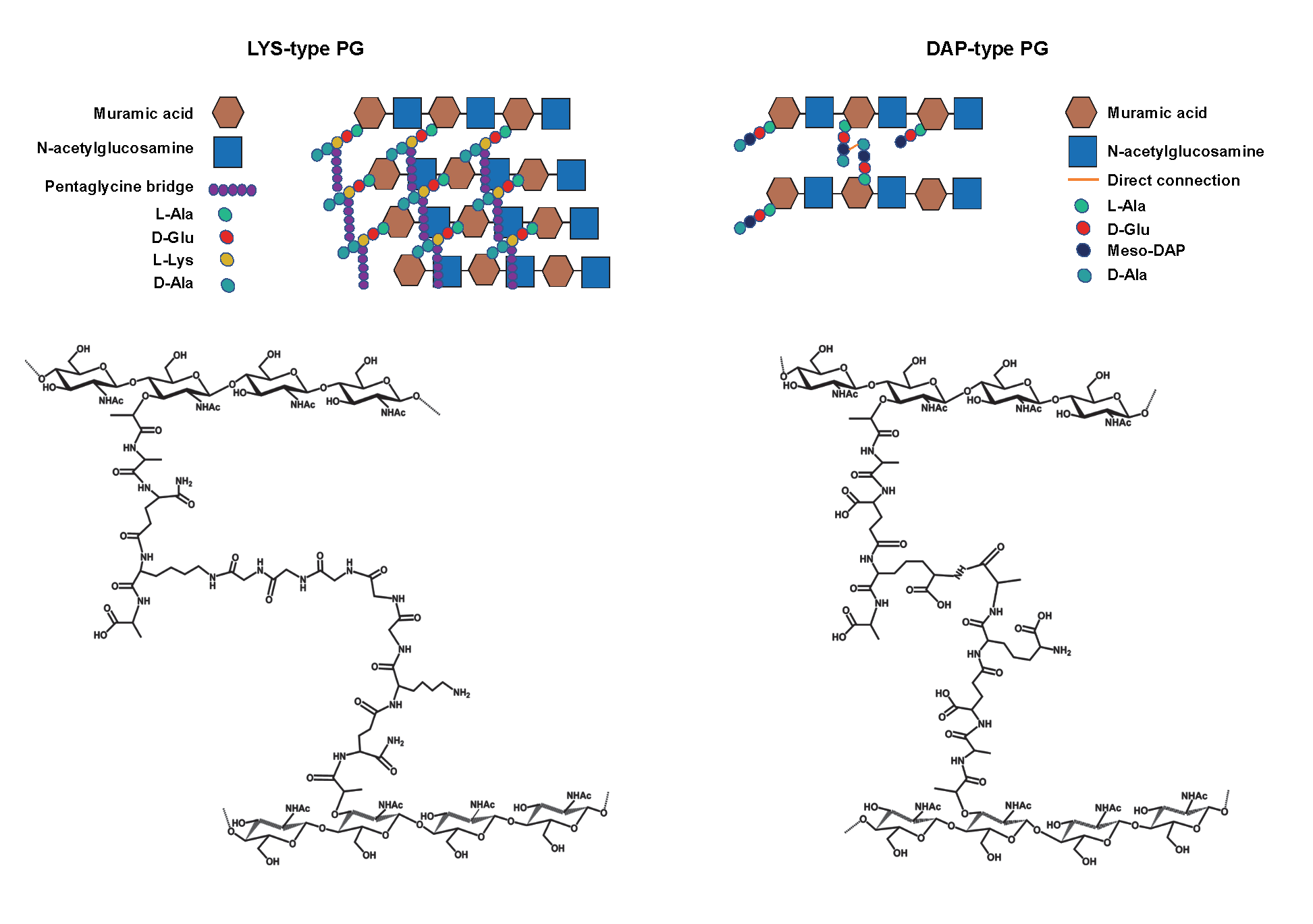 Figure 4: Cartoon representation (on the top) and chemical structure of LYS-type and DAP-type PG (at the bottom).