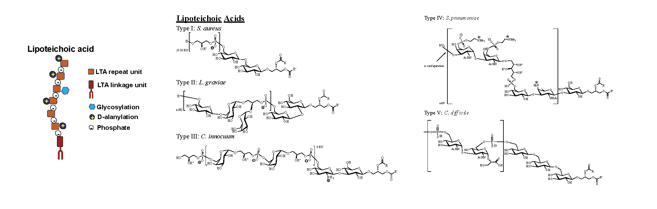 Figures 5 & 6: TA can be classified into WTA, covalently attached to PG or LTA, anchored to the bacterial membrane through its lipidic moiety. In this figure, WTA and LTA cartoon representation and representative chemical structures are depicted.