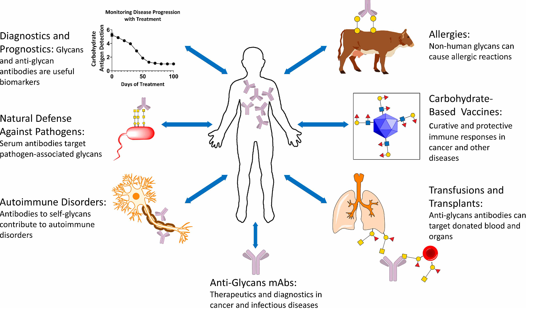Anti-glycan antibodies and their effect on human health
