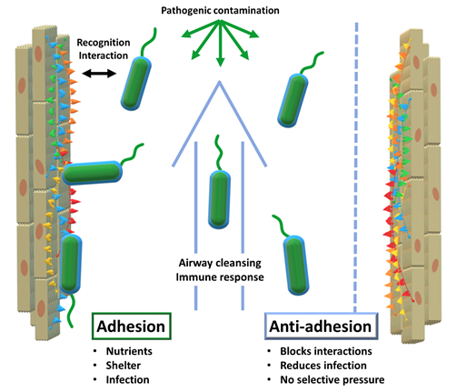 Figure 1. Schematic representation of bacterial adhesion to epithelial cells and the anti-adhesion strategy. A detail of the workings of anti-adhesion therapy is presented in Figure 5.