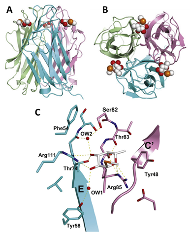 Figure 11. Crystal structure of the N-terminal domain of BC2L-C. A and B: Side view of the homotrimer, ligand is αMe-Seleno-L-Fucoside. C: Details of the binding site of BC2L-C-Nter and interactions with the ligand. Water molecules are depicted as red spheres, ligands as spheres or sticks, H-bonds as yellow dashed lines. Adapted from Šulák and co-workers (2010). (Sulak et al., 2010)