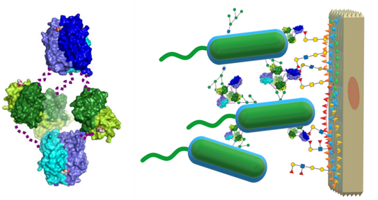 Figure 12. Left: Likely hexameric arrangement of BC2L-C from the SAXS and EM reconstructions. Right: Schematic depiction of the 'cellular bridge' hypothesis: BC2L-C cross-links B. cenocepacia and human epithelial cells by binding their LPS mannoside and histo-blood fucoside epitopes, respectively. Adapted from Šulák and co-workers (2011).(Sulak et al., 2011)
