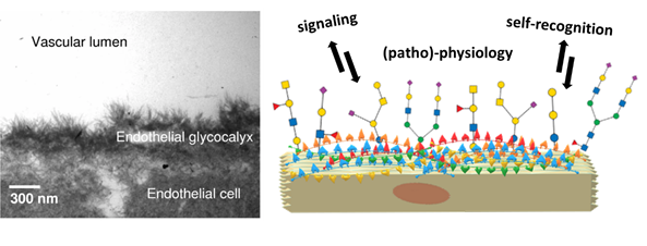 Figure 2. Left: Electron microscopy picture of the endothelial glycocalyx. Right: Schematic depiction of the glycocalyx and some of its roles. Glycoconjugates and oligosaccharide epitopes are schematized at the surface of an epithelial cell. Adapted from Zausig and co-workers (2013). (Zausig et al., 2013)
