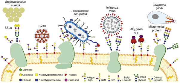 Figure 4. Strategies used by pathogens for host recognition and adhesion. Adapted from Imberty and co-workers (2008). (Imberty et al., 2008)