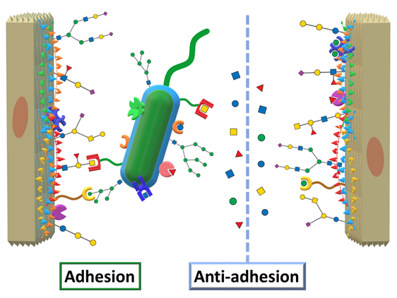 Figure 5. Schematic depiction of the carbohydrate/lectin interactions involving epitopes presented by the glycocalyx and the bacterial cell surface leading to adhesion. AAT disrupts the interactions by replacing these epitopes with therapeutic molecules.