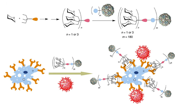Figure 7. Schematic depiction of a multivalent compound's nested assembly on a virus-like scaffold. The resulting glycodendrinanoparticles are used to compete against the Ebola virus in an infection model. Adapted from Ribeiro-Viana and co-workers (2012). (Ribeiro-Viana et al., 2012)