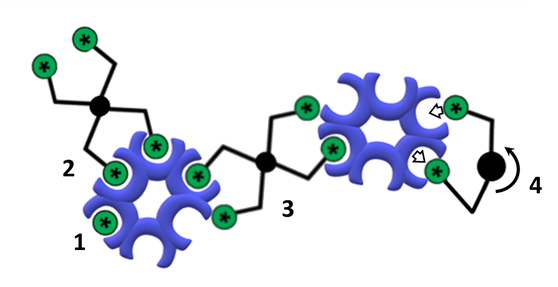 Figure 8. Binding of (1) monovalent or (2-4) multivalent glycomimetic mannosides to a hexameric lectin. Multivalent effects include chelation (2), receptor clustering (3), and statistical rebinding (4).